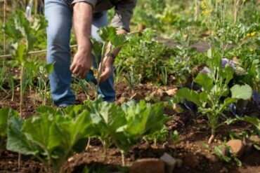 Agriculture verticale : 4 bases essentielles de la technique