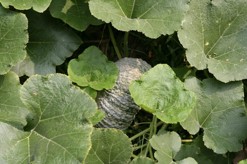 Potager en Juillet