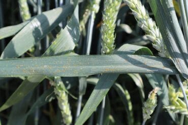 Alternariose en ornement : 3 moyens de lutte efficaces.