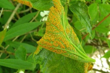 Maladies et ravageurs de gazon : 4 précautions importantes.