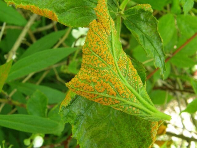 Rouille en ornement