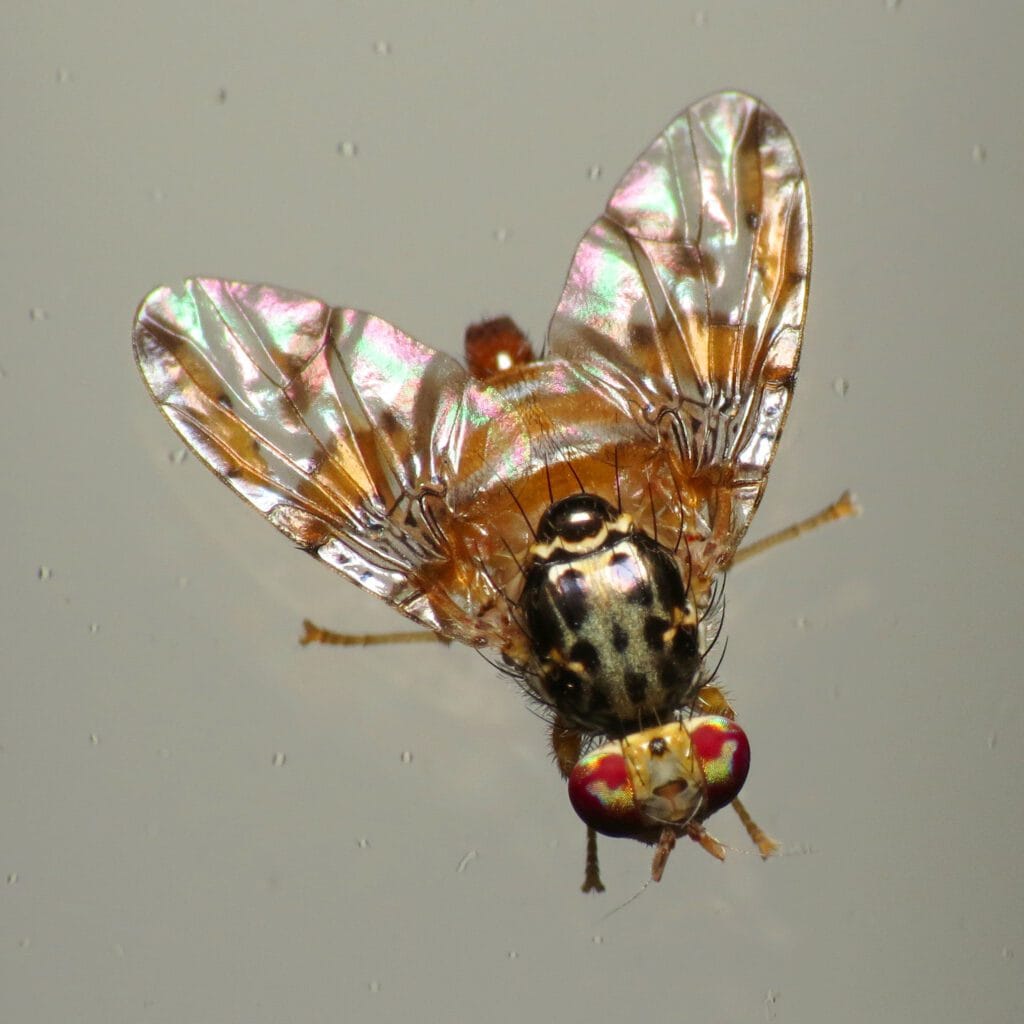 Cératite ravageuse