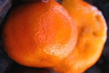 Palissage en agriculture : présentation, avantages et applications.