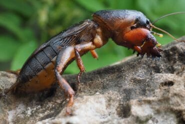 Grillons ravageurs de cultures : 3 moyens de lutte efficaces