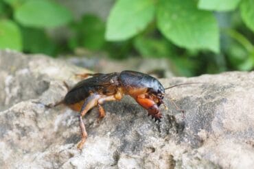Grillons phytophages des espèces ornementales.