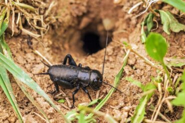 Tonte de la pelouse : 7 précautions et conseils essentiels.