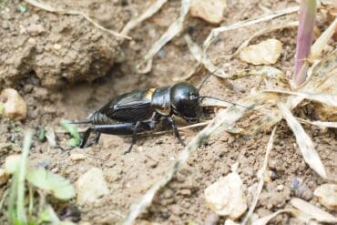 Courtilières phytophages en ornement : 3 luttes efficaces.
