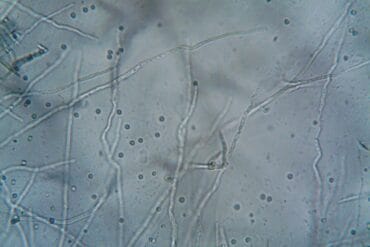 Grillons ravageurs de cultures : 3 moyens de lutte efficaces