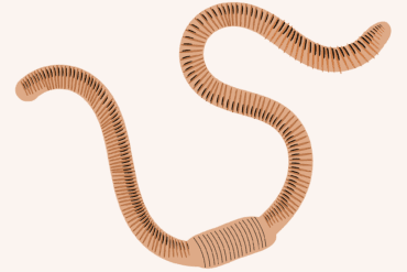 Grillons phytophages des espèces ornementales.