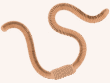 Nématodes parasitaires