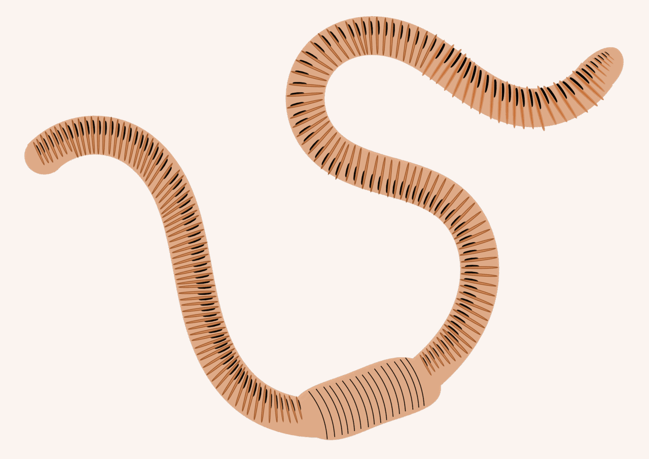 Nématodes parasitaires