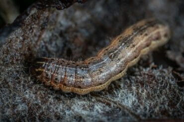 Noctuelles ravageuses des cultures : 3 luttes efficaces.