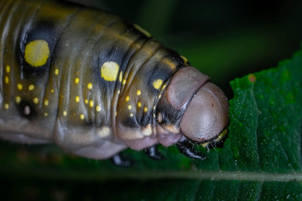 Noctuelles phytophages