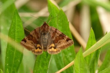 Vers blancs ravageurs des cultures : 3 luttes efficaces.