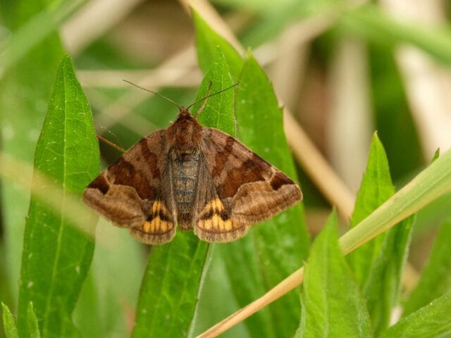 Noctuelles ravageuses