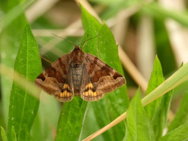 Noctuelles ravageuses