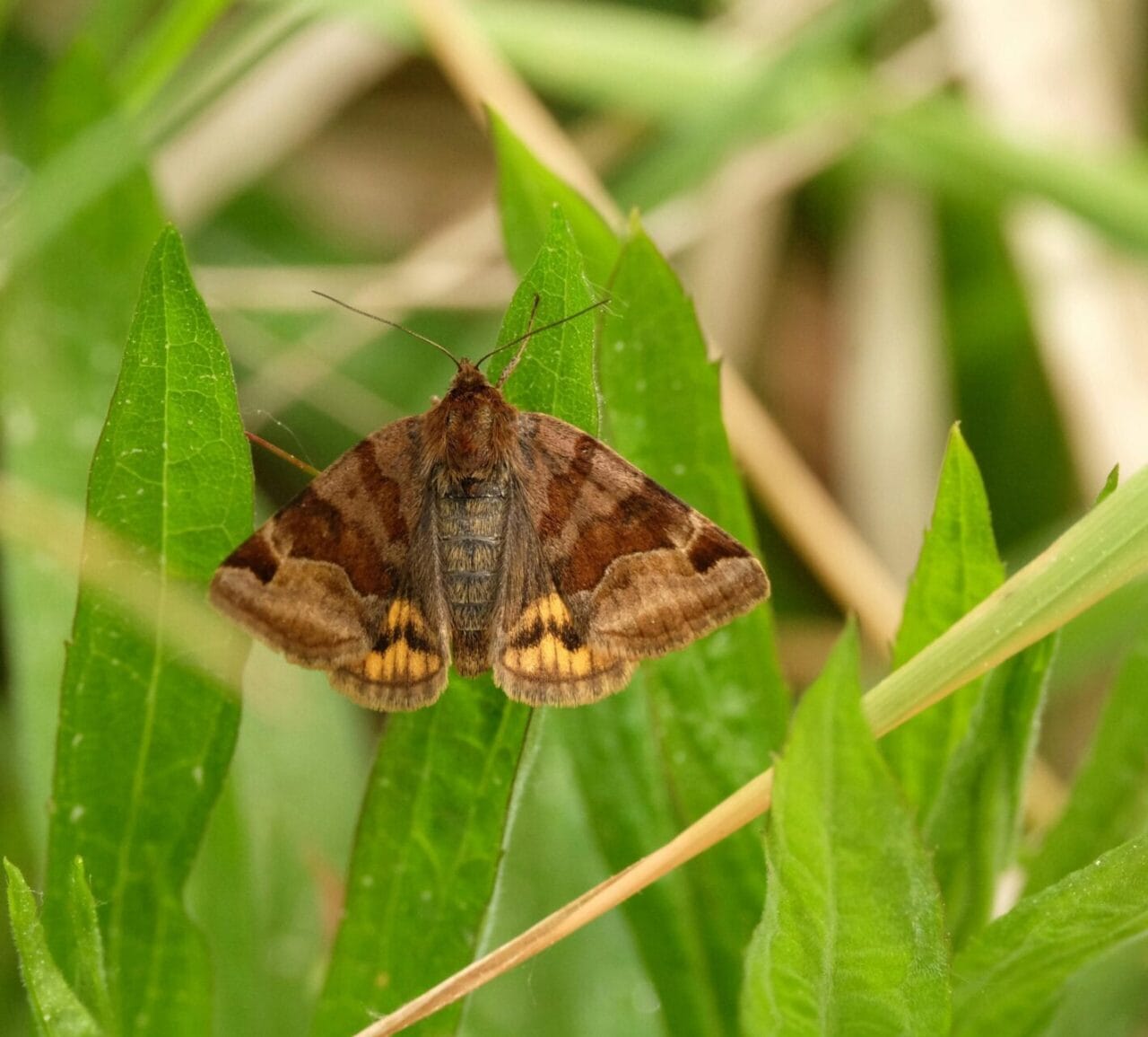 Noctuelles ravageuses