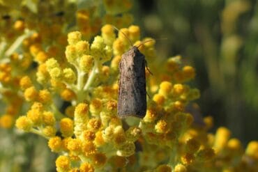 Fonte de semis en ornement : 3 moyens de lutte efficaces.
