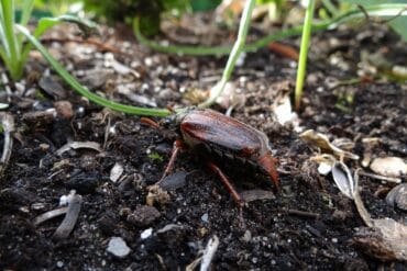 Plantes répulsives des Mollusques : 3 utilisations efficaces
