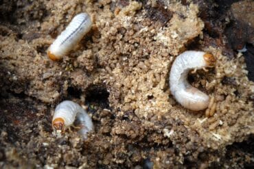 Noctuelles ravageuses des cultures : Présentation et lutte.