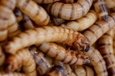 Potager en Septembre : 12 opérations indispensables.