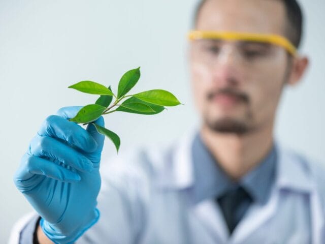 Amélioration Génétique des plantes