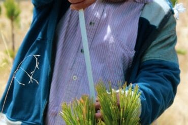 Vers Gris phytophages en ornement : 3 luttes efficaces.