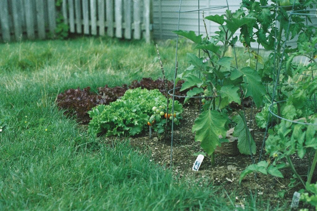 Potager en Septembre