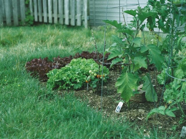 Potager en Septembre