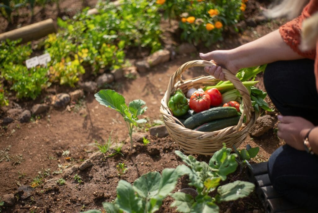 Potager en Septembre
