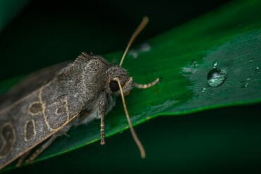 Potager en Septembre : 12 opérations indispensables.