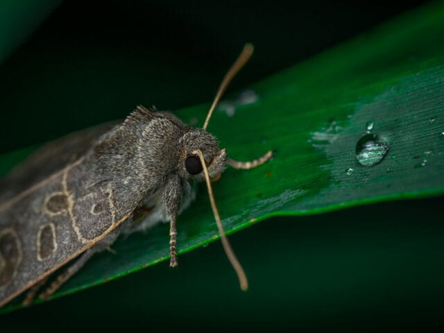 Vers gris phytophages