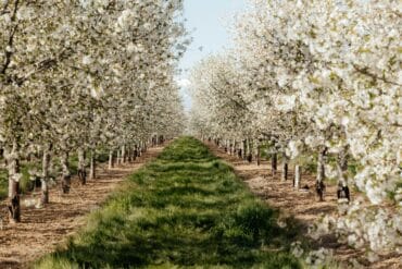 Compatibilité des pesticides : produits à ne jamais mélanger
