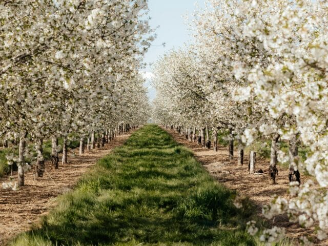 Floraison des plantes