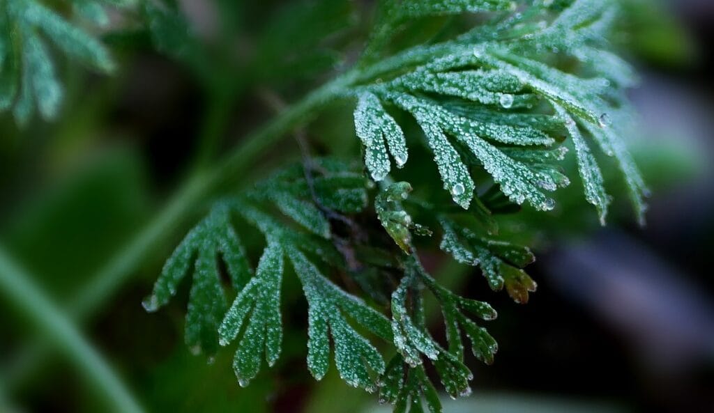 Effet de gel sur les plantes