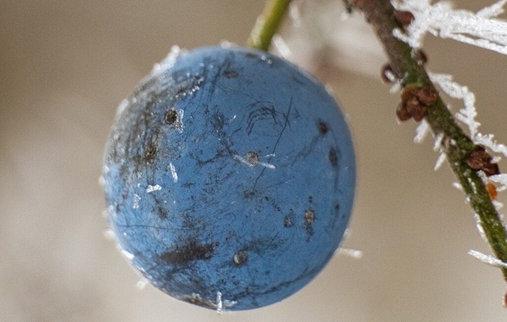 Effet de gel sur les plantes