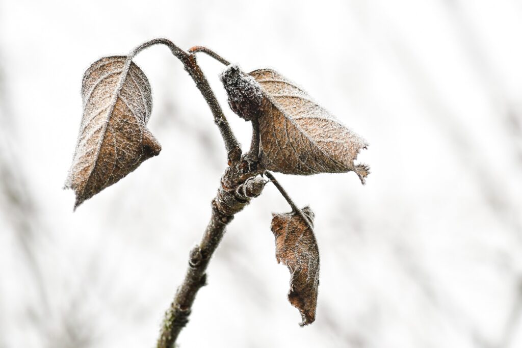 Effet de gel sur les plantes