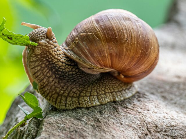 Mollusques ravageurs