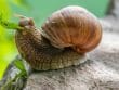 Mollusques ravageurs
