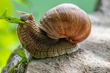 Mollusques phytophages en ornement : 3 luttes efficaces.