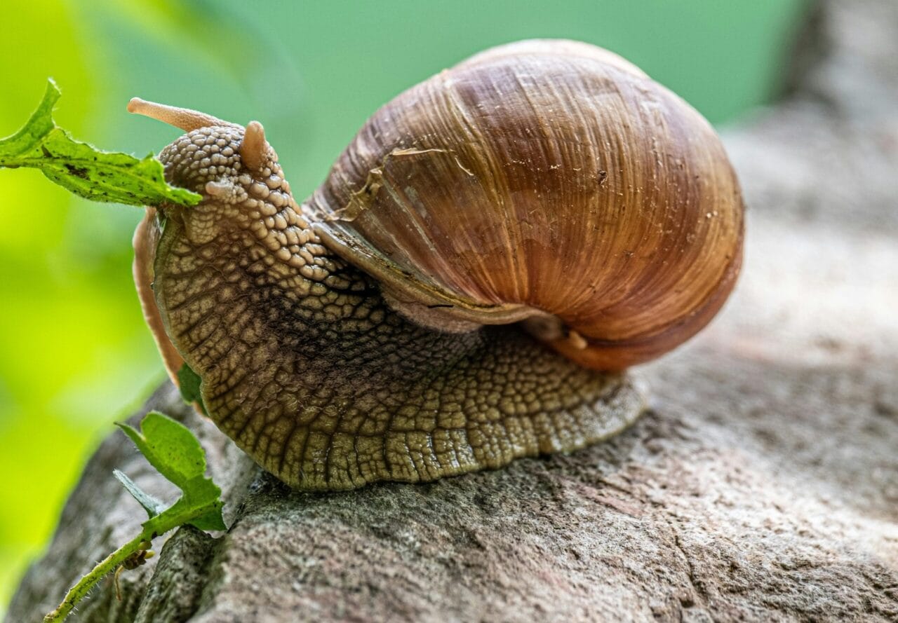 Mollusques ravageurs