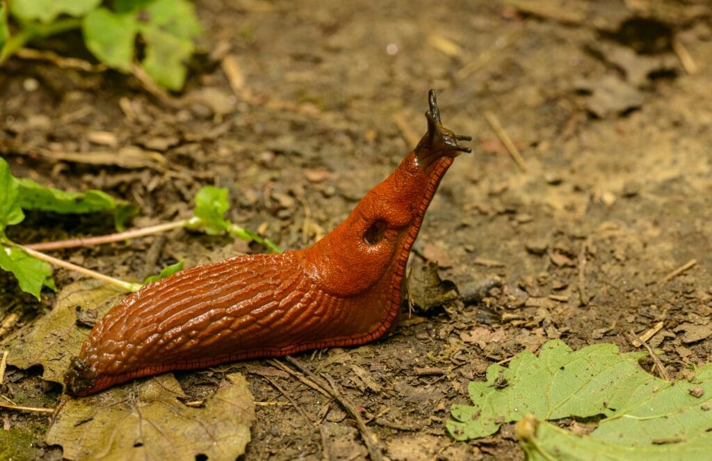 Mollusques ravageurs