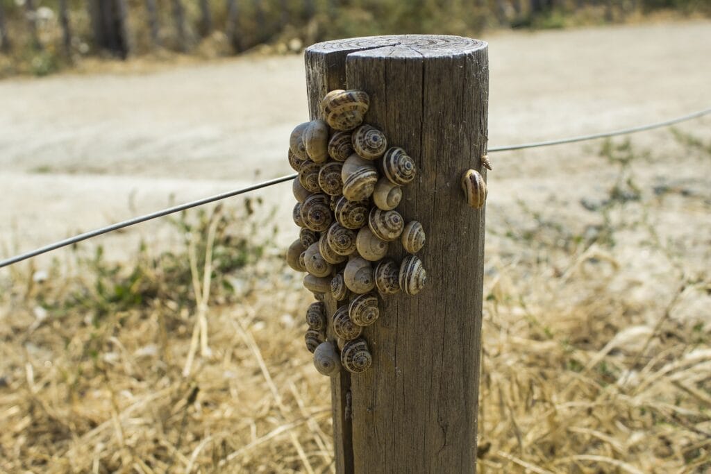 Mollusques ravageurs