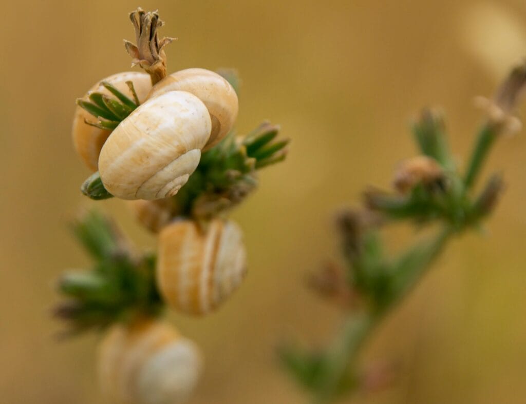 Mollusques ravageurs