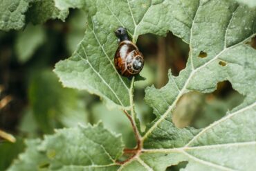 Préparations phytosanitaires : 16 Précautions nécessaires.