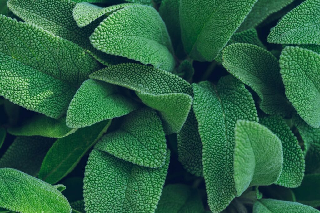 Plantes répulsives des Mollusques