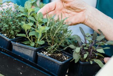 Insectes au sol phytophages (ornement) : 3 luttes efficaces.