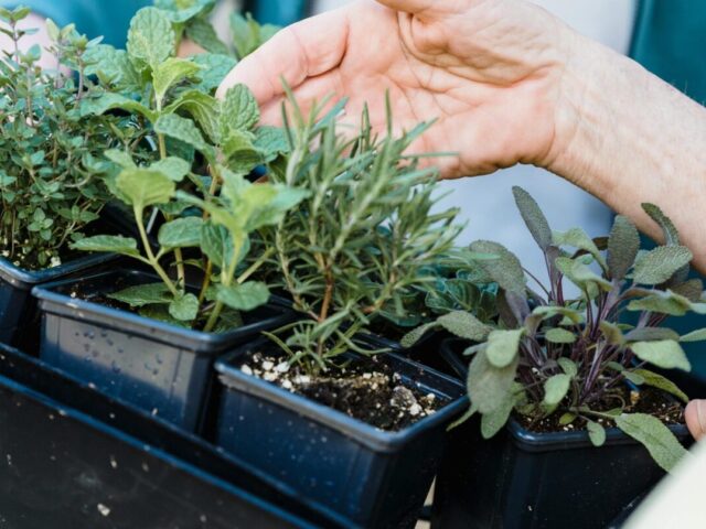 Plantes répulsives des Mollusques
