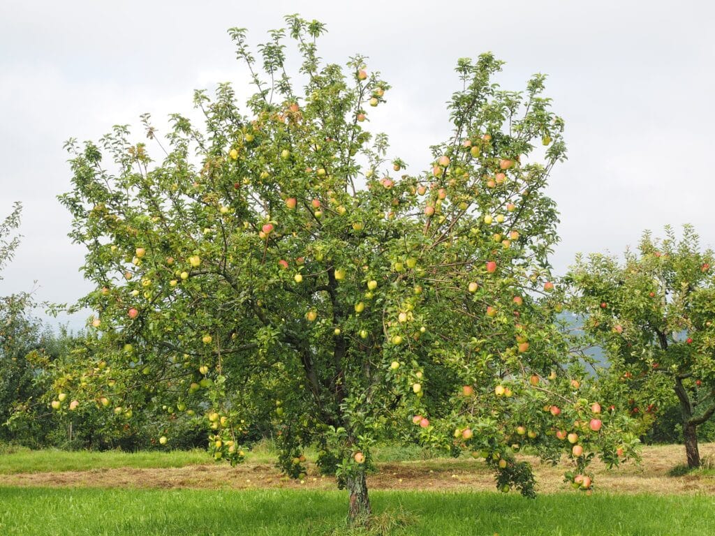 Systèmes des cultures agricoles