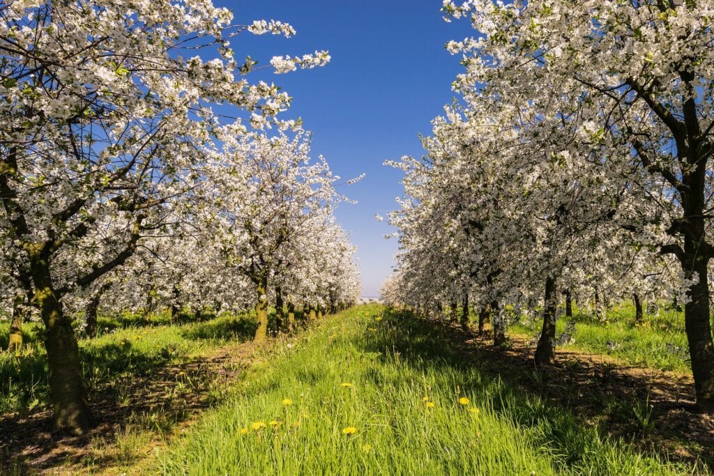 Systèmes des cultures agricoles